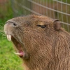 Heroes of Capybaras